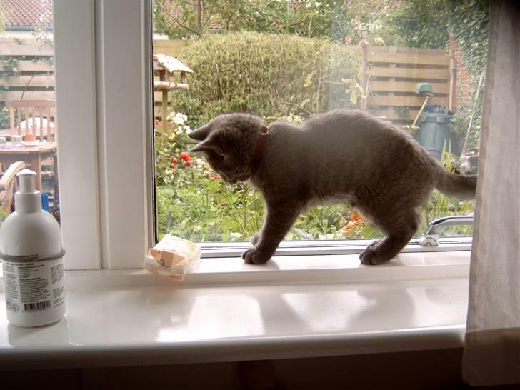 Blanding af racer Mitzie billede 8