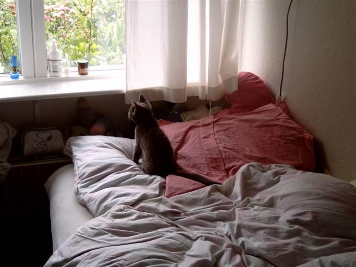 Blanding af racer Mitzie billede 9