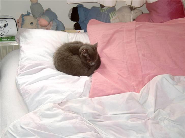 Blanding af racer Mitzie billede 10