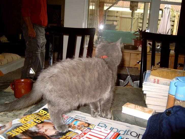 Blanding af racer Mitzie billede 11