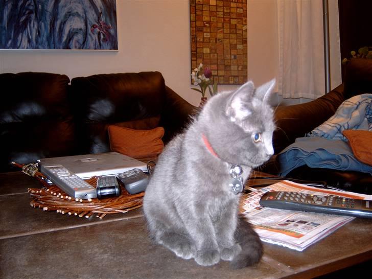 Blanding af racer Mitzie billede 12