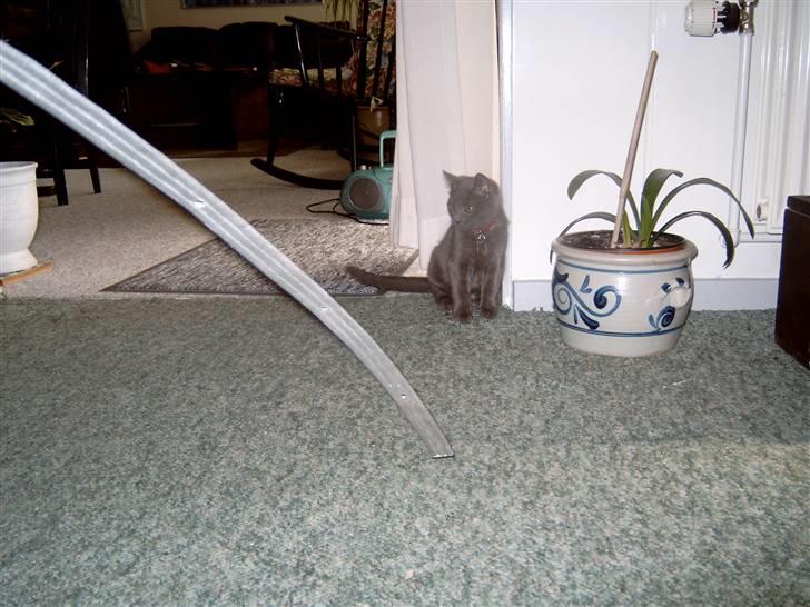 Blanding af racer Mitzie billede 13