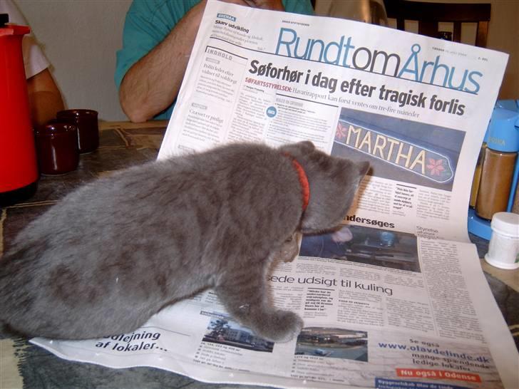 Blanding af racer Mitzie - Man skal starte dagen med avisen:-) billede 14