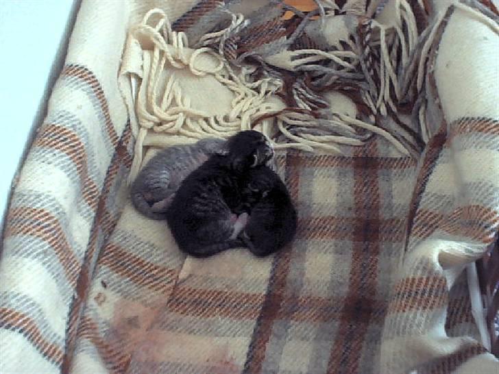 Blanding af racer Mitzie - Killingerne billede 15