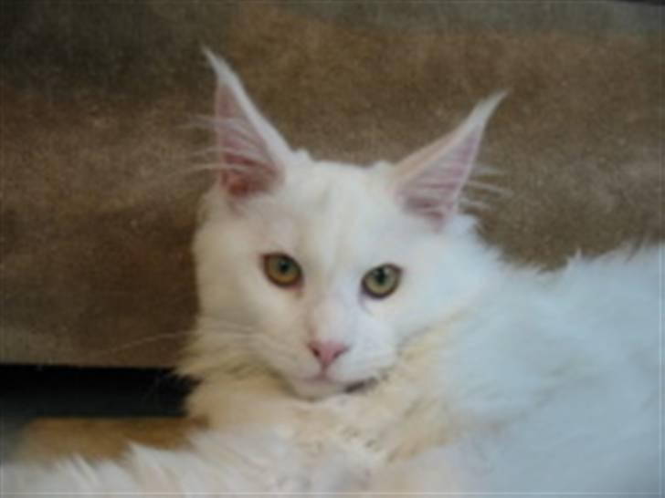 Maine Coon Mille - Her er Mille ca 4 mdr. billede 2