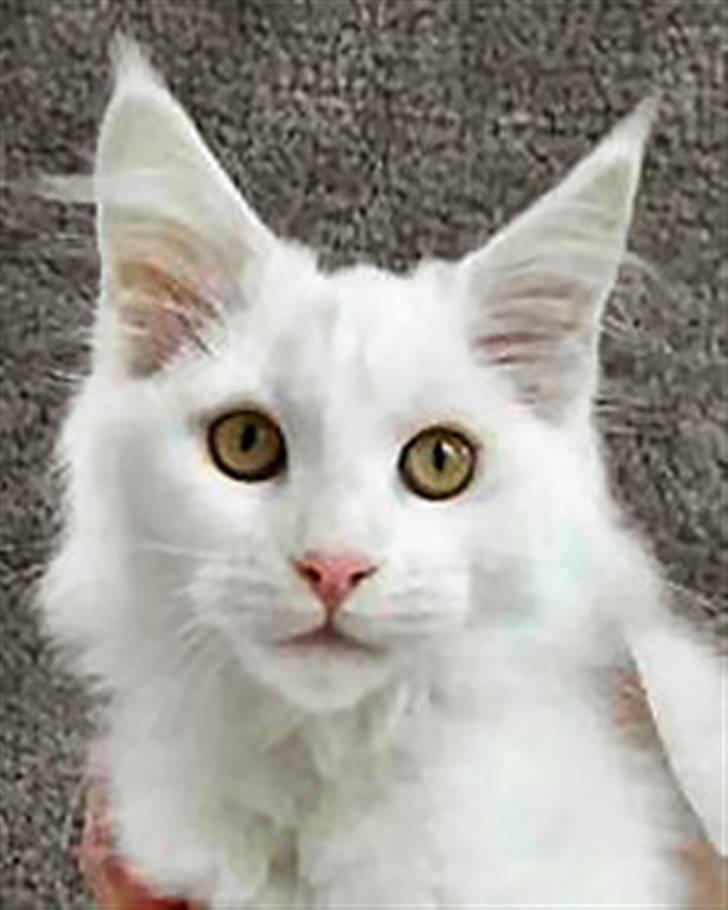 Maine Coon Mille - Mille ca. 3 mdr. billede 3