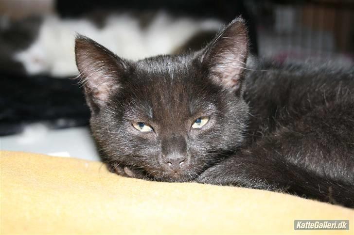 Huskat fnuller billede 11