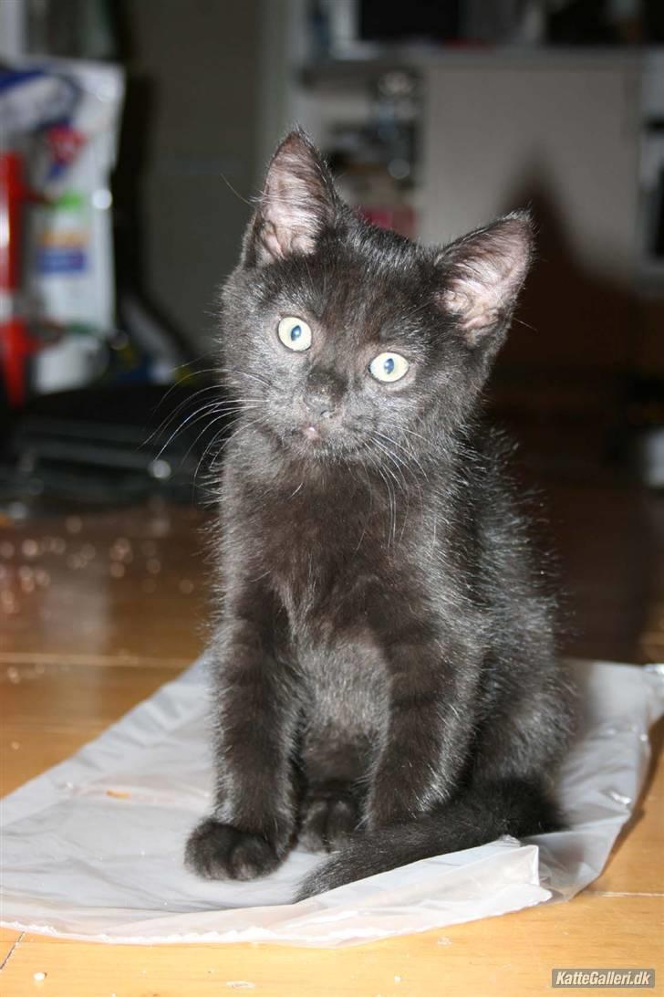 Huskat fnuller billede 12