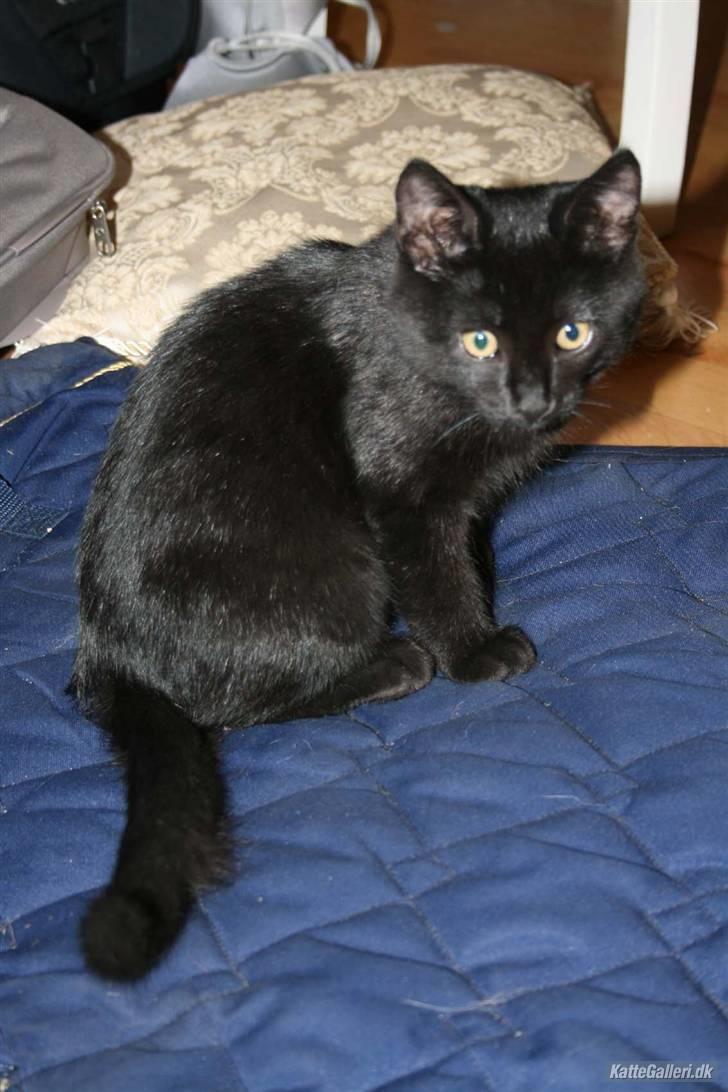 Huskat fnuller billede 13