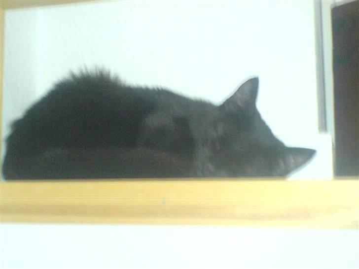 Huskat fnuller billede 14