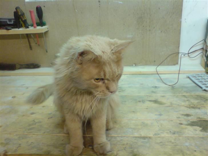 Maine Coon lucifer - lucifer sidder og holder øje med hans nye lege kammerater som leger på gulvet billede 1