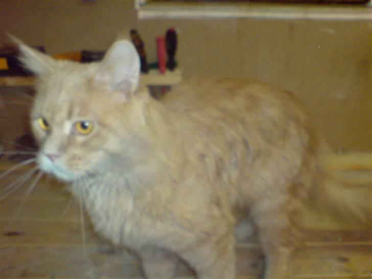 Maine Coon lucifer billede 2