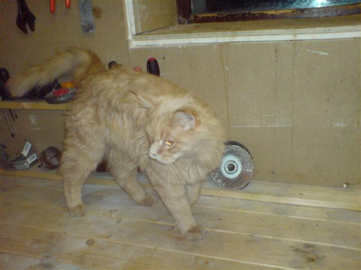 Maine Coon lucifer billede 3