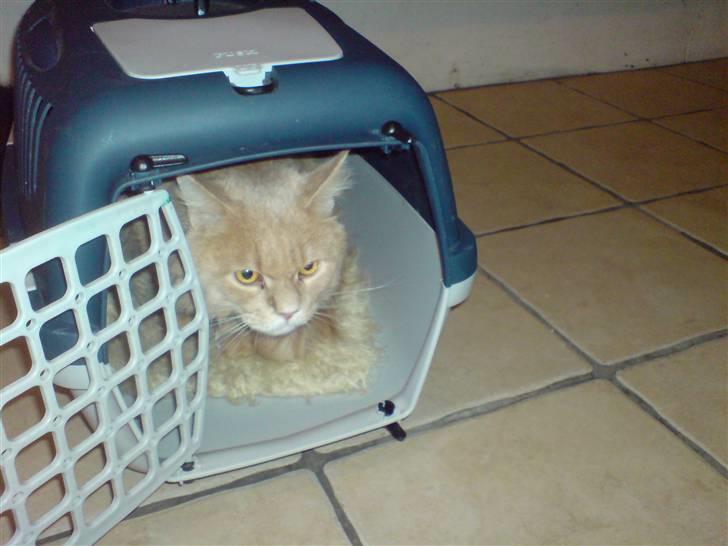 Maine Coon lucifer - en ny ankommet lucifer ser det lige an før han går ud billede 4