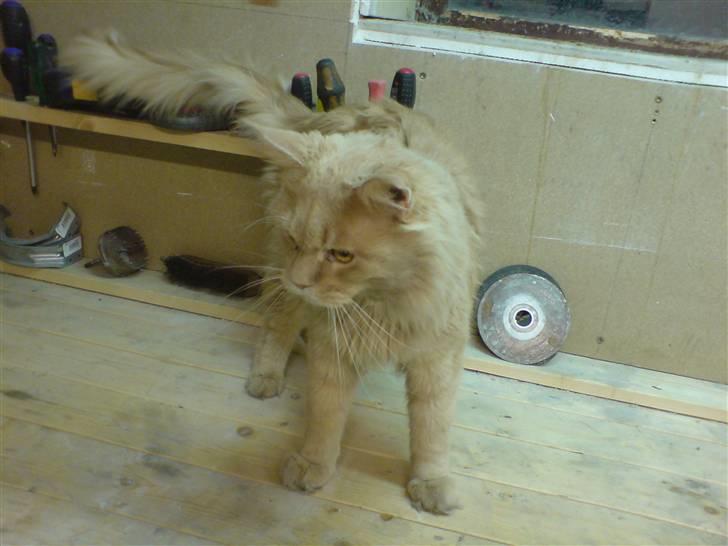 Maine Coon lucifer billede 5