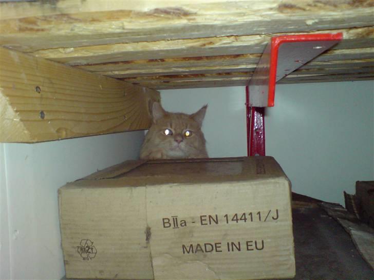 Maine Coon lucifer - det er lidt farligt at værer flyttet et nyt sted hen billede 6