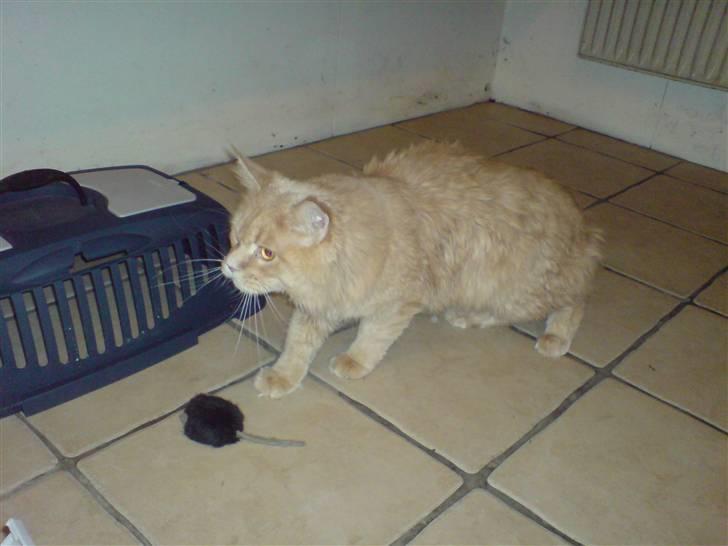 Maine Coon lucifer - lidt skramt efter en 2 en halv times kører tur. billede 7