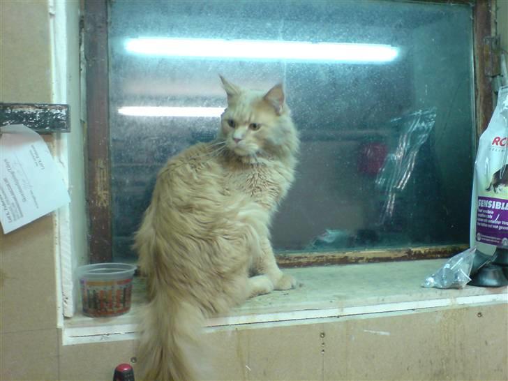 Maine Coon lucifer - nu skal der undersøges  billede 8