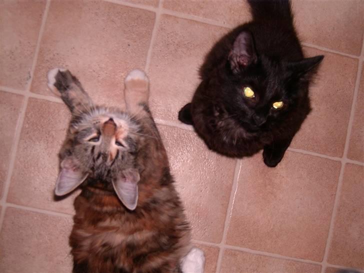 Blanding af racer Mulle  - her er mulle sammen med hendes "søster" - de er ikk fra samme kul billede 10