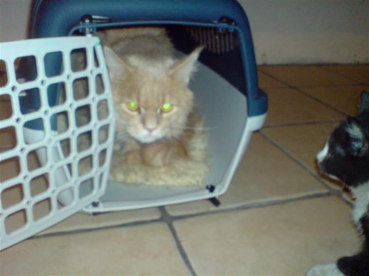 Maine Coon lucifer billede 9