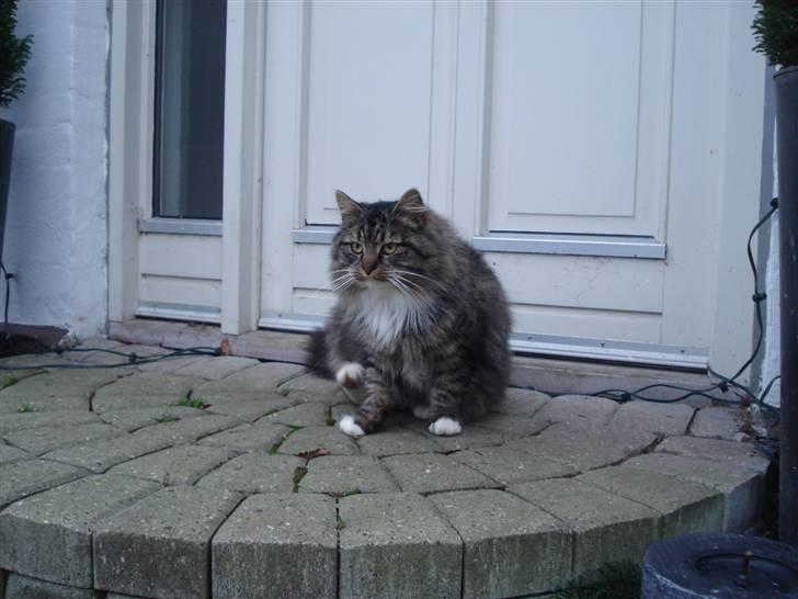 Norsk Skovkat marie's lion DØD 27/3 09* billede 15