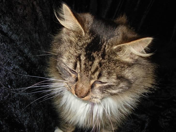 Norsk Skovkat marie's lion DØD 27/3 09* billede 16