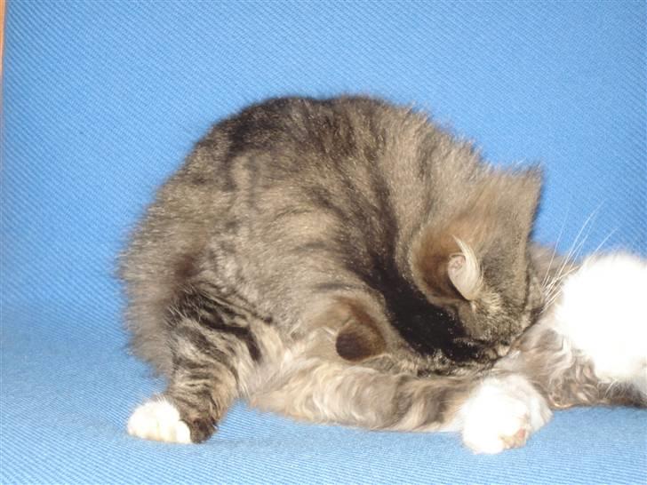 Norsk Skovkat marie's lion DØD 27/3 09* billede 17