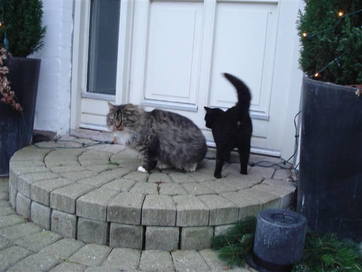 Norsk Skovkat marie's lion DØD 27/3 09* billede 18