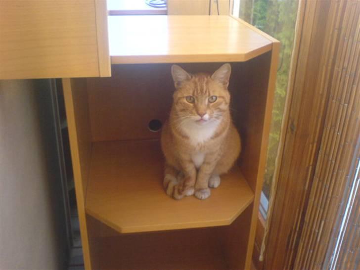 Huskat Bette Mis - Velkommen til Bette Mis´ profil.  billede 1