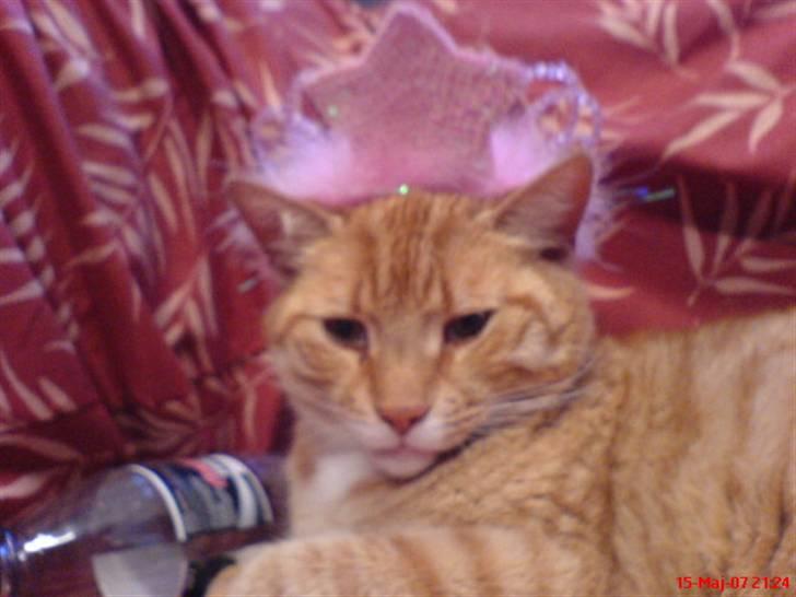 Huskat Bette Mis - Popstar? xD billede 2