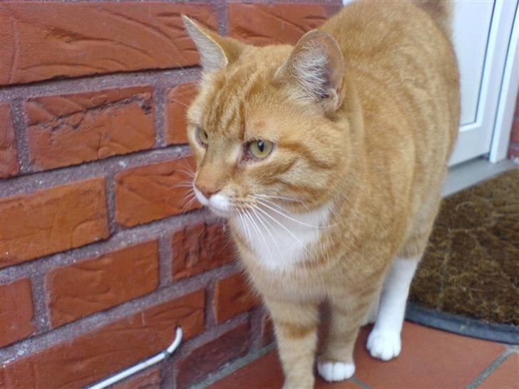 Huskat Bette Mis - Uden for.. d: billede 3