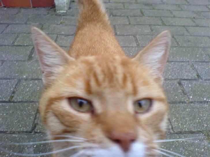 Huskat Bette Mis - *Snuse snuse snuse* :D billede 4