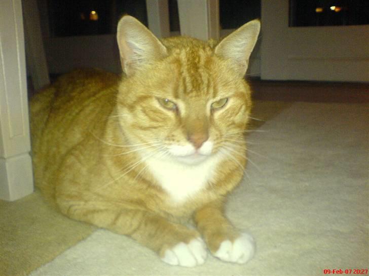 Huskat Bette Mis - Tuttelu xD billede 5