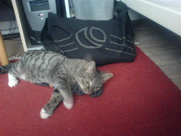 Huskat Oliver - Tuttelu (: billede 2