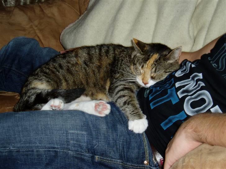 Huskat Trille - Hygger på far! billede 5