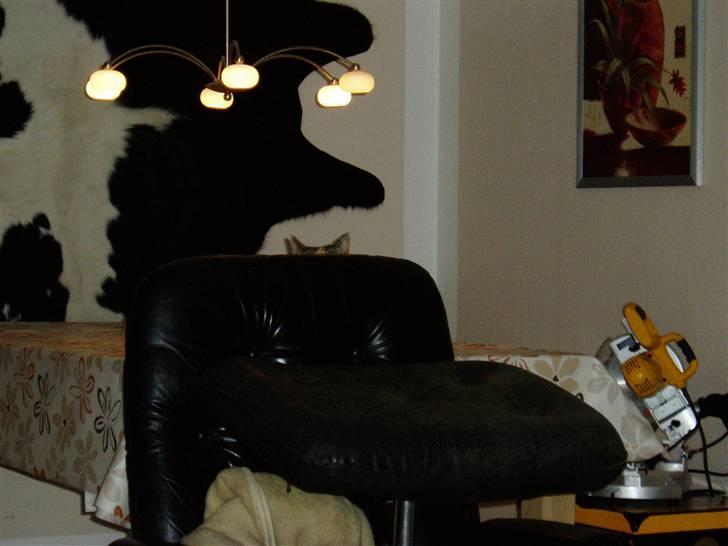 Huskat Trille - I kan bare ikke se mig!! billede 6