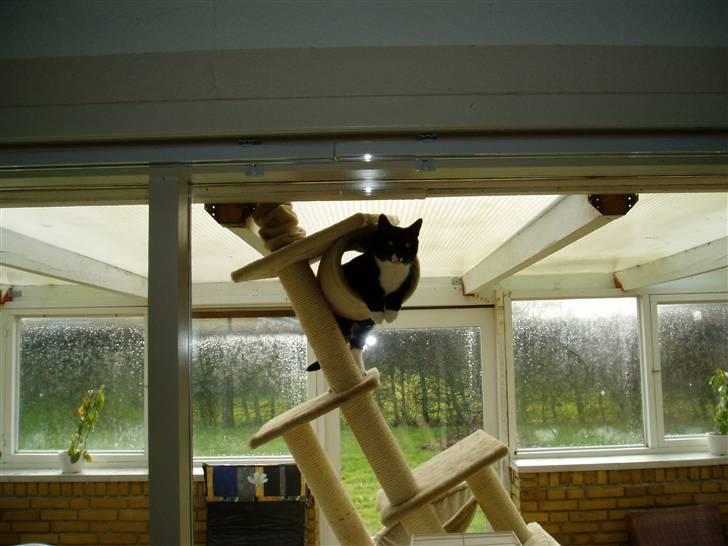 Huskat Bertil - Jeg er da ligeglad med at I har pillet mit kradsetræ ned.. Jeg bruger det alligevel :-) billede 7