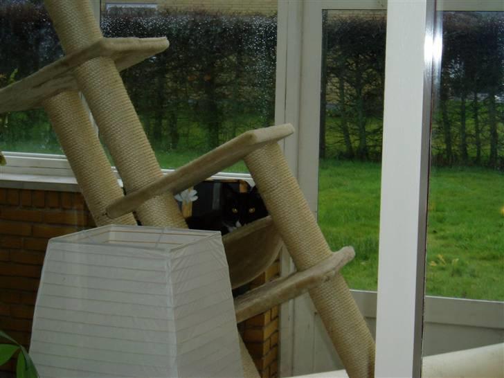 Huskat Bertil - Ligge på det kan jeg også stadig!  billede 8