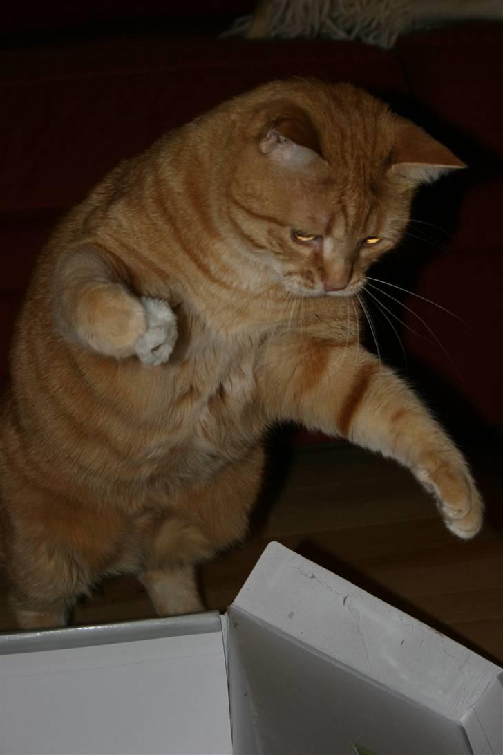 Huskat Felix  (Tyk sak) billede 7