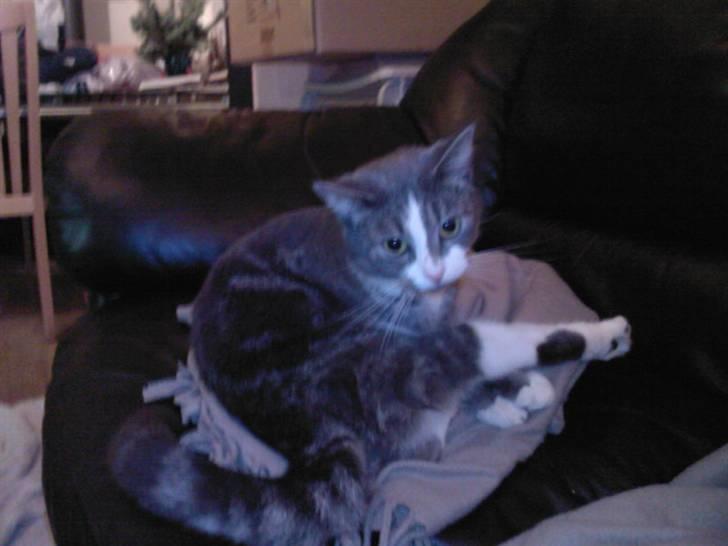 Huskat Freja - Det er altid godt at blive vasket... billede 13