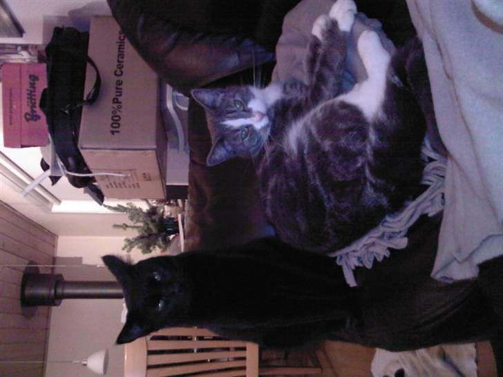 Huskat Freja - Freja sammen med sin killing som nu er blevet stor... billede 14