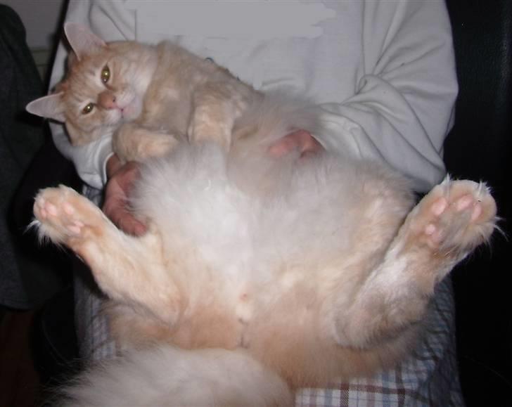 Norsk Skovkat Westerberg´s Wilbur billede 16