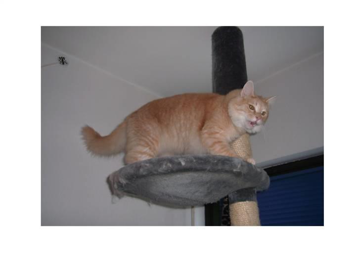 Norsk Skovkat Westerberg´s Wilbur billede 17