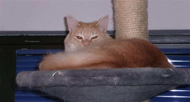 Norsk Skovkat Westerberg´s Wilbur billede 18