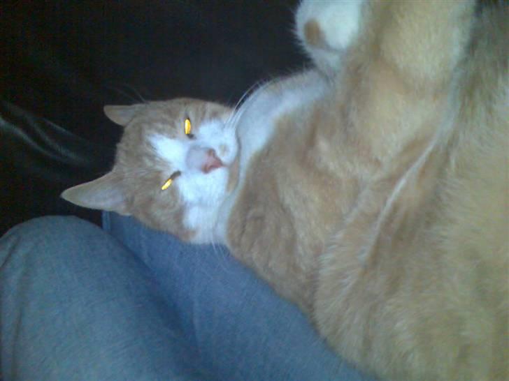 Huskat Mikkel *død* - uuh, hvor jeg nyder dette (taget aften før han døde :( ) billede 15