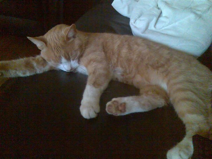 Huskat Mikkel *død* - sove .. sove .. sove billede 16