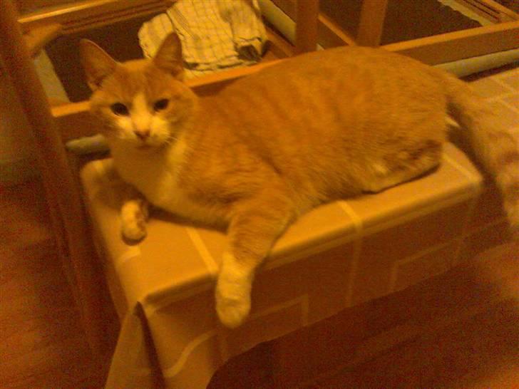 Huskat Mikkel *død* - det her må jeg faktisk ikke ;) man ligger jo ikke på bordene :P billede 17