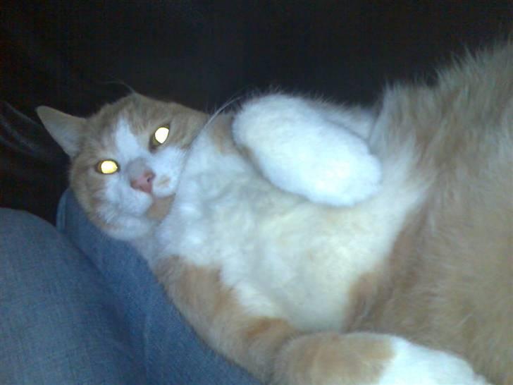 Huskat Mikkel *død* - uuh, klø mig på maven! :P (igenn taget aften før han døde) billede 18