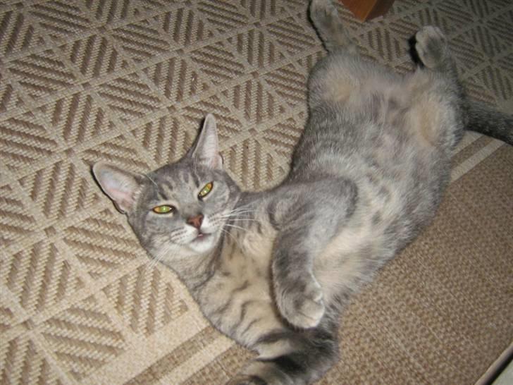 Huskat Carla - hun lå riqtiq oq leqede model da vi toq det her billede ;D billede 1