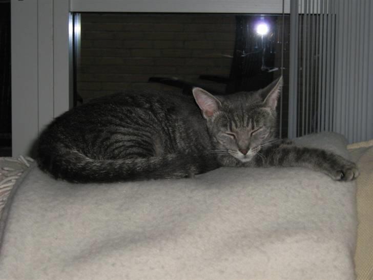 Huskat Carla - hun er vist lidt træt ;D billede 2